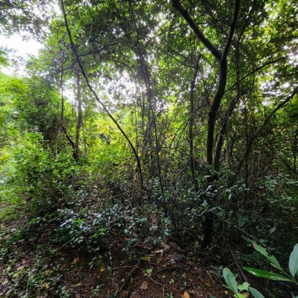 30,000sqmt Property for Sale in Chorao Island, North-Goa. (12Cr)-0