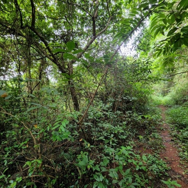 30,000sqmt Property for Sale in Chorao Island, North-Goa. (12Cr)-1