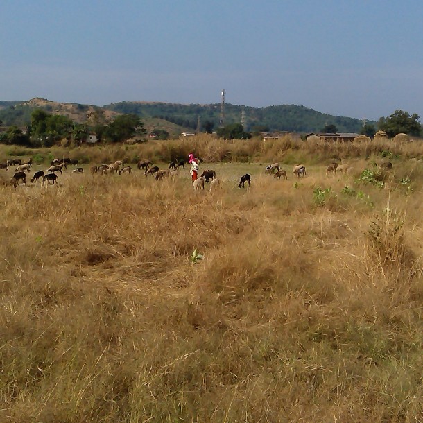 Agriculture land 34 goontha near river near Shelu near karjat-7