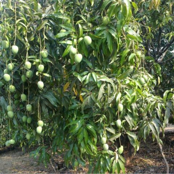 Alphonso Mango Farm & Factory for Sale in Deogad, Maharashtra - 350 Acres-1