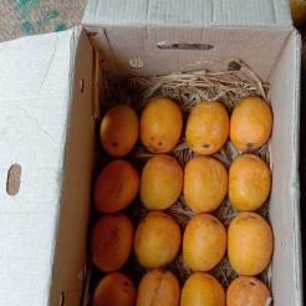 Alphonso Mango Farm & Factory for Sale in Deogad, Maharashtra - 350 Acres-12