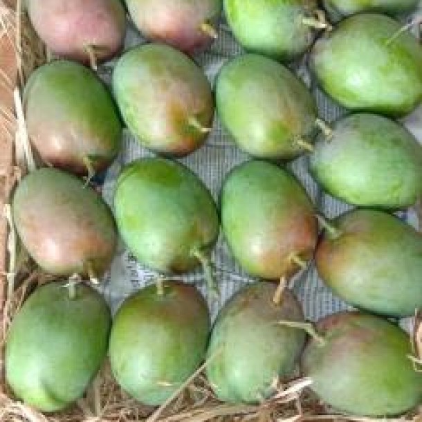 Alphonso Mango Farm & Factory for Sale in Deogad, Maharashtra - 350 Acres-9