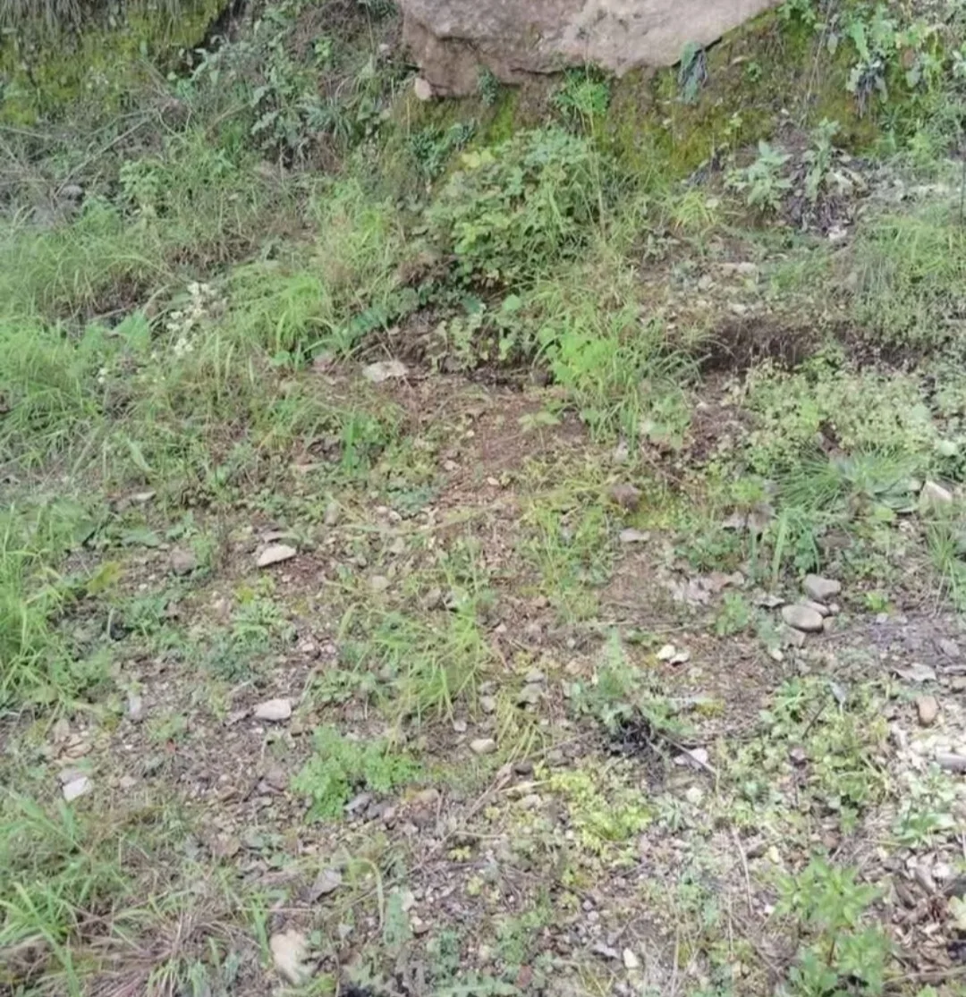 4 OR 6 Bishwa Beautiful Residential Drive In Plot For Sale At Near Dewnghat Solan Himachal Pradesh.
