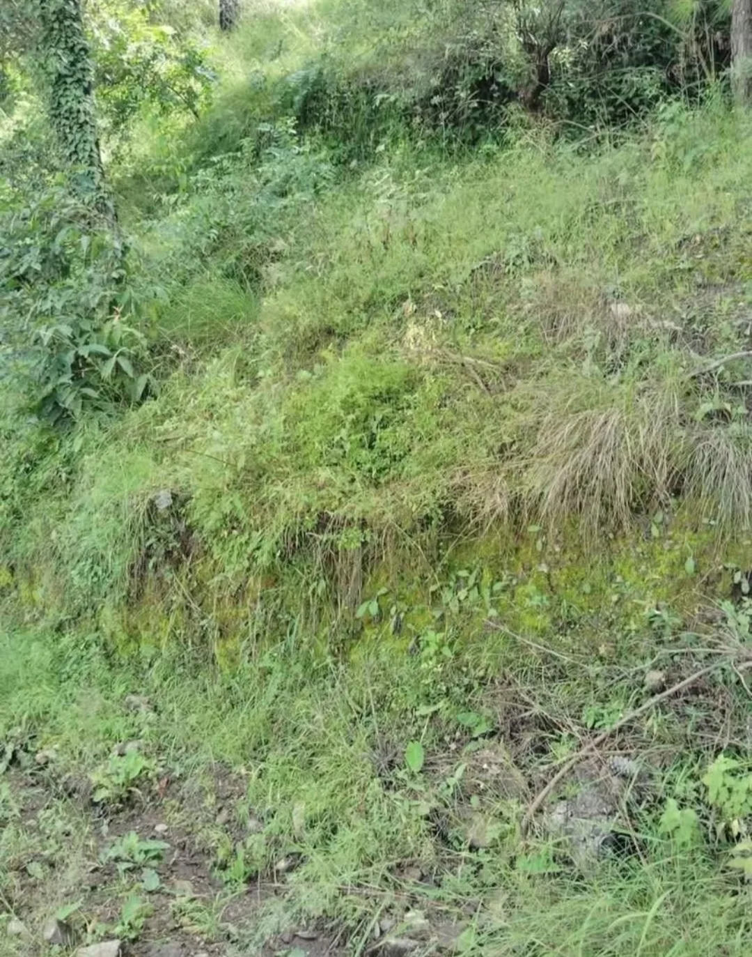 4 OR 6 Bishwa Beautiful Residential Drive In Plot For Sale At Near Dewnghat Solan Himachal Pradesh.