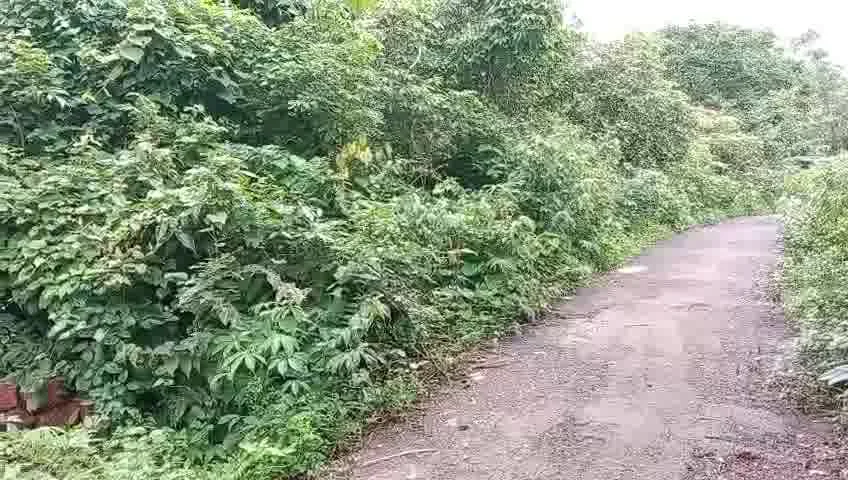Orchard Plot for Sale in Ashwem, Goa – 10,000 Sqm, Near Beach, ₹2,415/Sq.Ft.