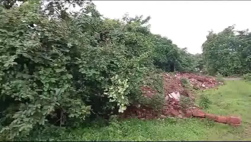 Orchard Plot for Sale in Ashwem, Goa – 10,000 Sqm, Near Beach, ₹2,415/Sq.Ft.