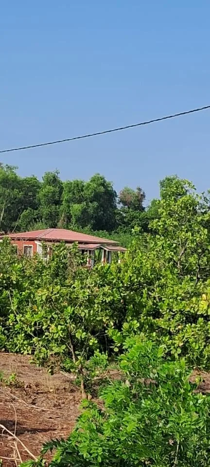 Farmhouse for Sale in Dapoli Near Konkan Krishi Vidyapeeth – ₹20L per Acre